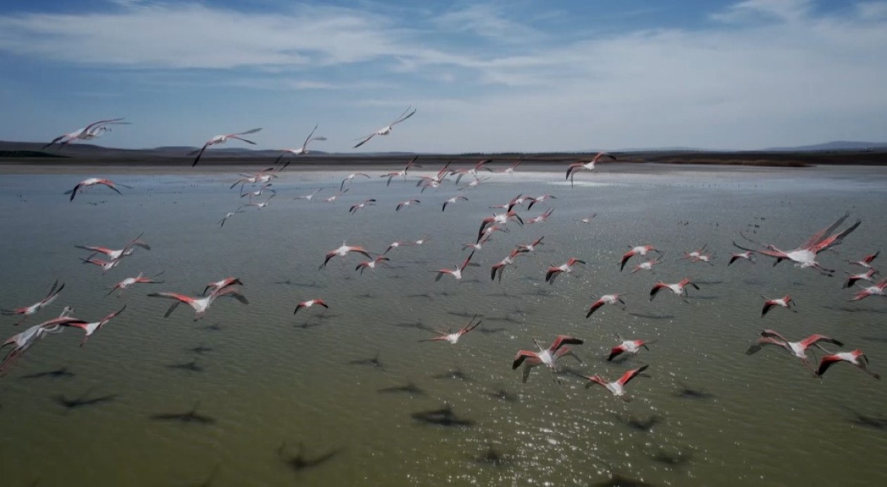 Ankara Gölbaşı’ndaki Flamingo Habitatı Tehlike Altında