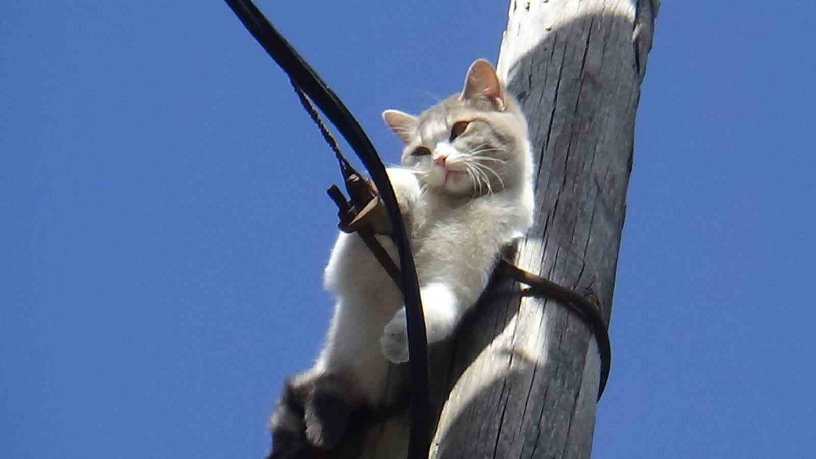 Bolu’da Direkte Mahsur Kalan Kedi Kurtarıldı