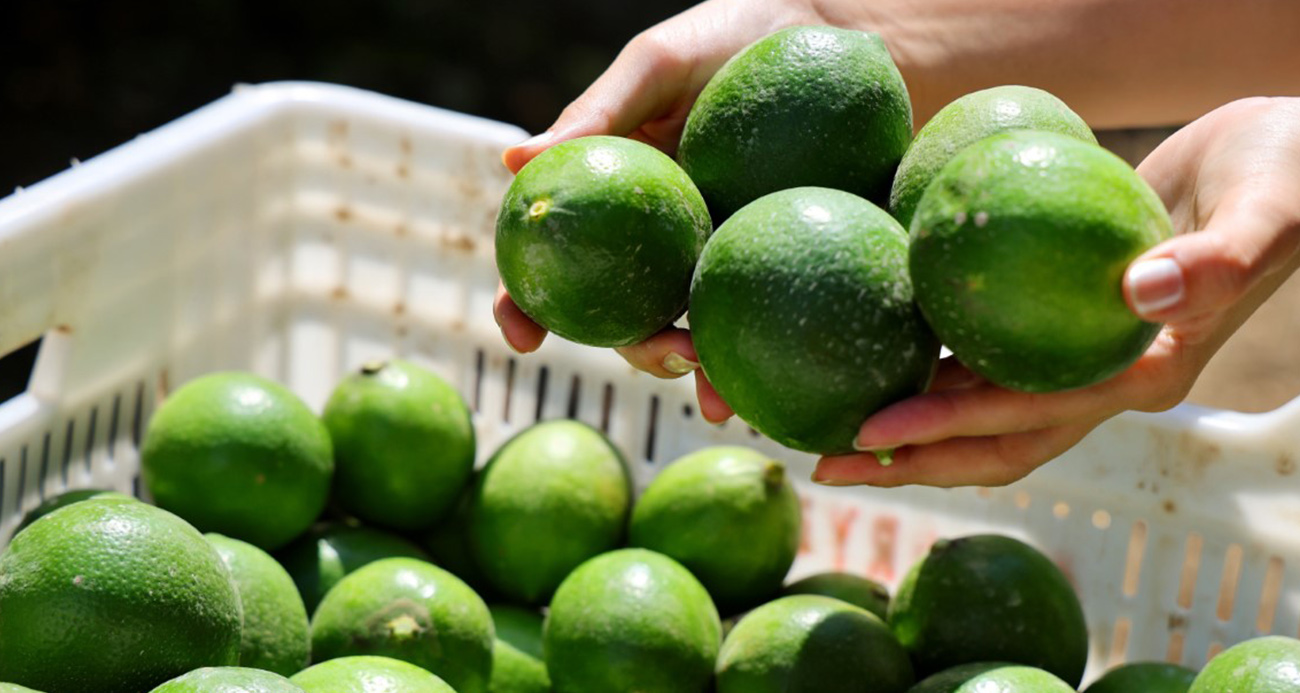 Adana ve Mersin’de Limon İhracatına Geçici Durdurma