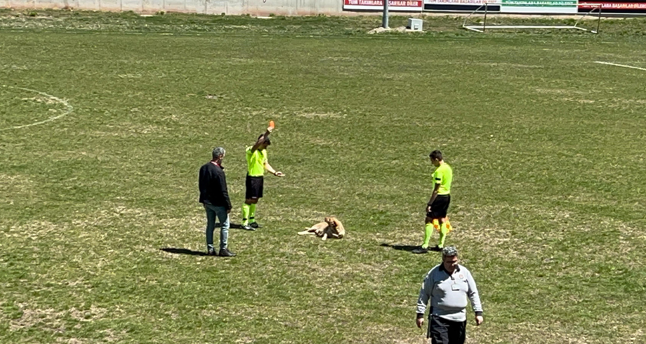 Amatör Futbol Maçında Köpeğe Kırmızı Kart Gösterildi