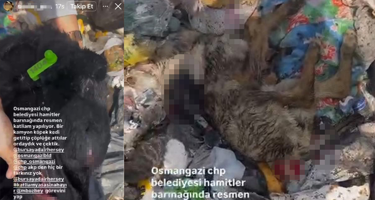 Bursa Osmangazi’de İddia Edilen Hayvan Katliamı Büyük Tepki Çekti