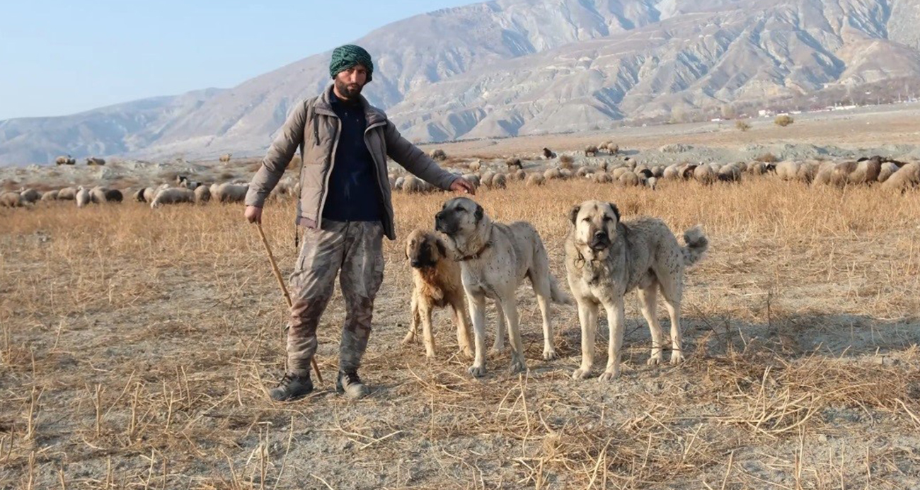 Erzincan’da Çoban Sıkıntısı: 100 Bin Lira Maaşla Çoban Bulunamıyor