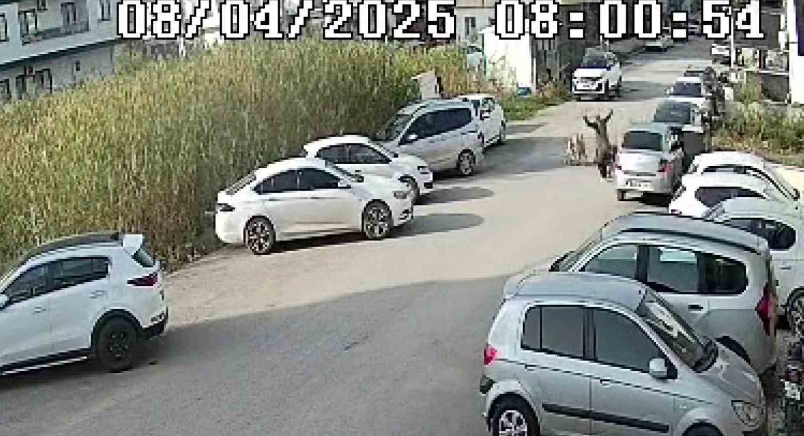 Hatay Arsuz’da Sokak Köpeklerinin Saldırısına Uğrayan Yaşlı Kadın Yaralandı