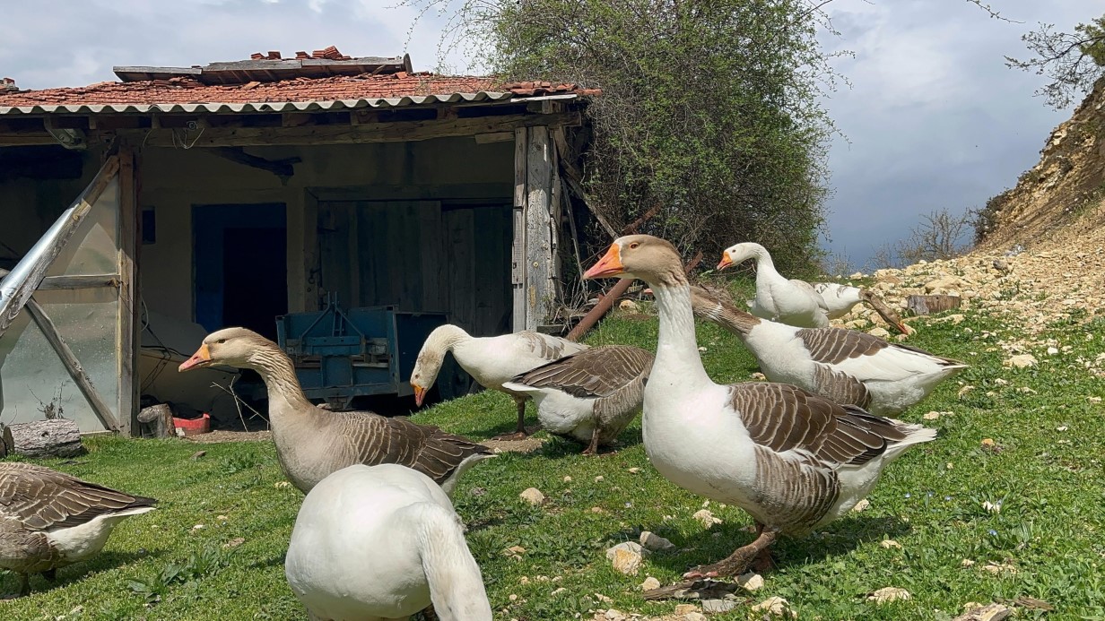 Kaz Yumurtaları Çiftçilere Yeni Gelir Kapısı Oldu