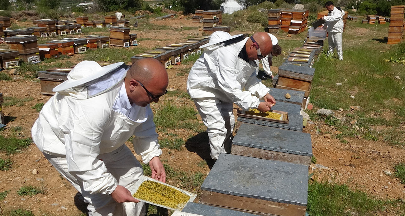 Mersin’de Polen Hasadı Başladı: Kilogramı 1300 TL