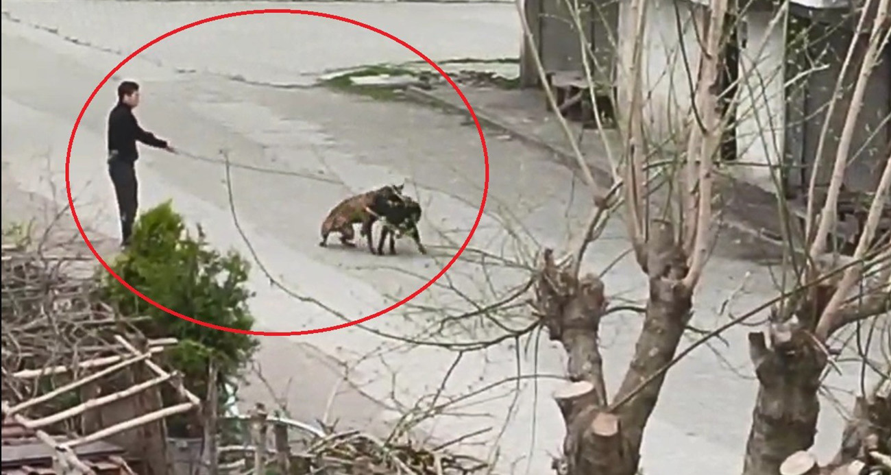 Samsun’da Sokak Köpekleri Arasında Kavga Çıkaran Vatandaş Tepki Çekti
