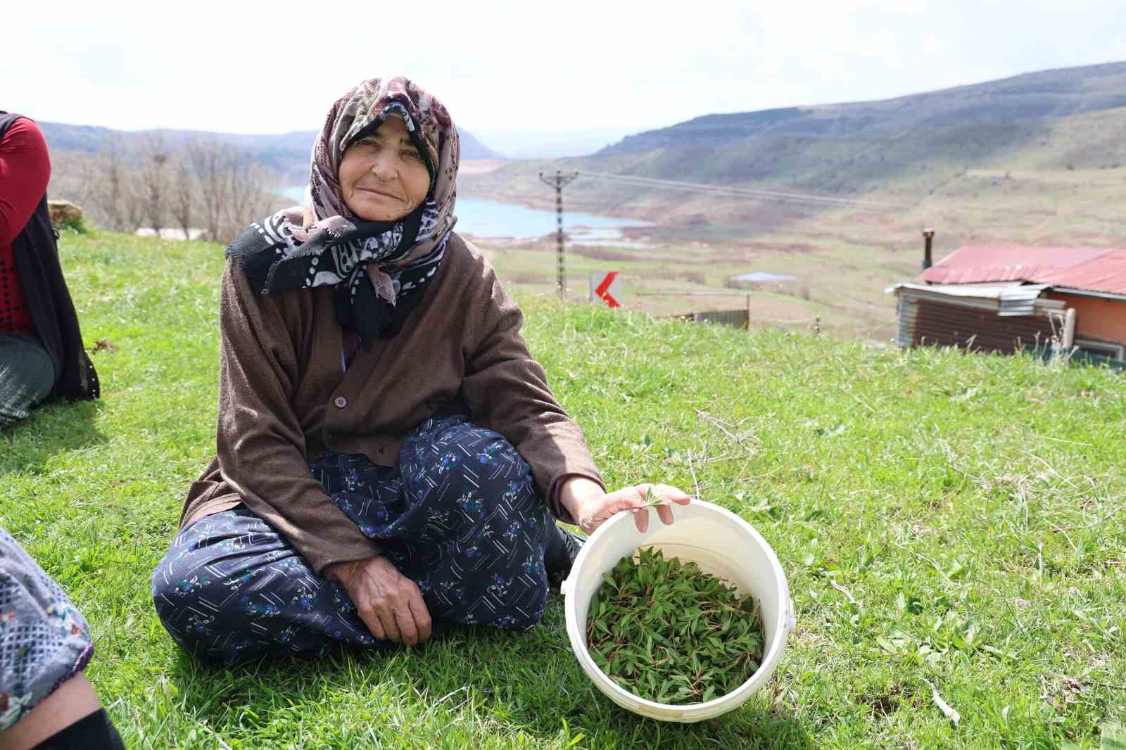 Sivas’ın Şifalı Mirası: Madımak Otu Hasadı Başladı