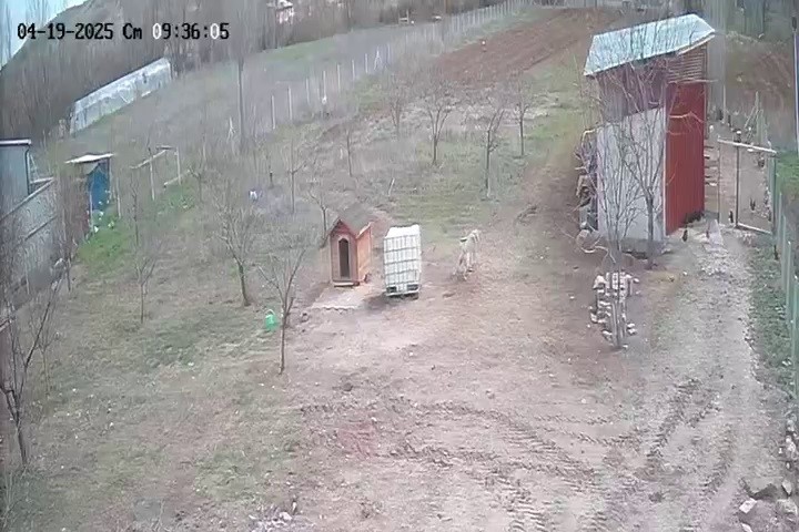 Sivas’ta Kangal Köpeği Tilki Saldırısını Önledi