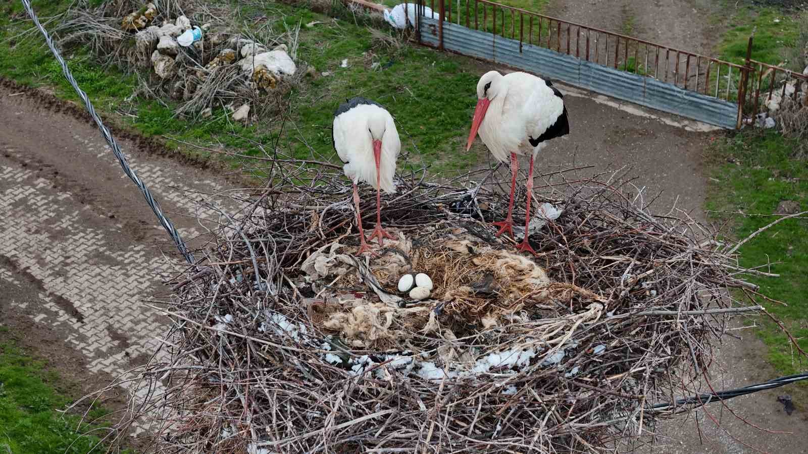 Sivas’ta Leyleklerin Karla İmtihanı: Bahar Değil Kış Geldi