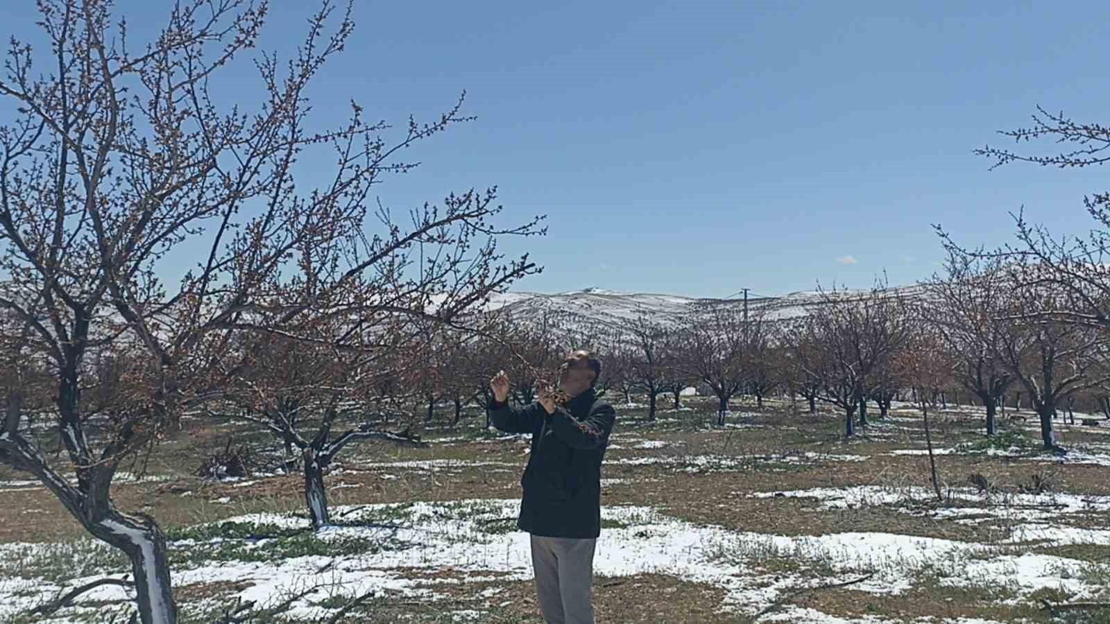 Sivas’ta Soğuk Hava Kayısı Üretimini Vurdu