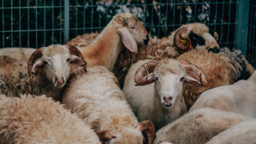 2025 Kurban Bayramı Tatili 9 Gün Olacak mı? Gözler Kabine Toplantısında!