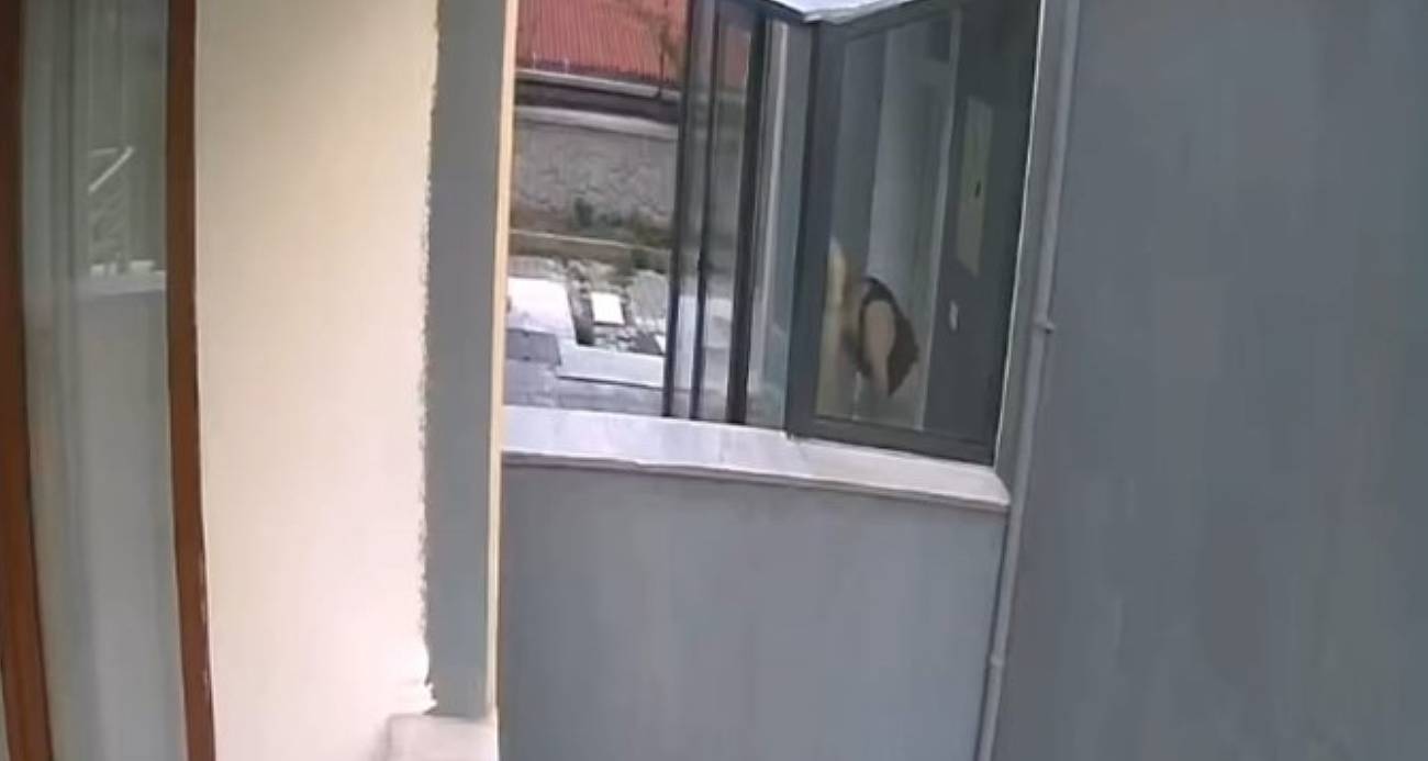 Ankara’da Hayvanlara Şiddet Uygulayan Zanlı Tutuklandı