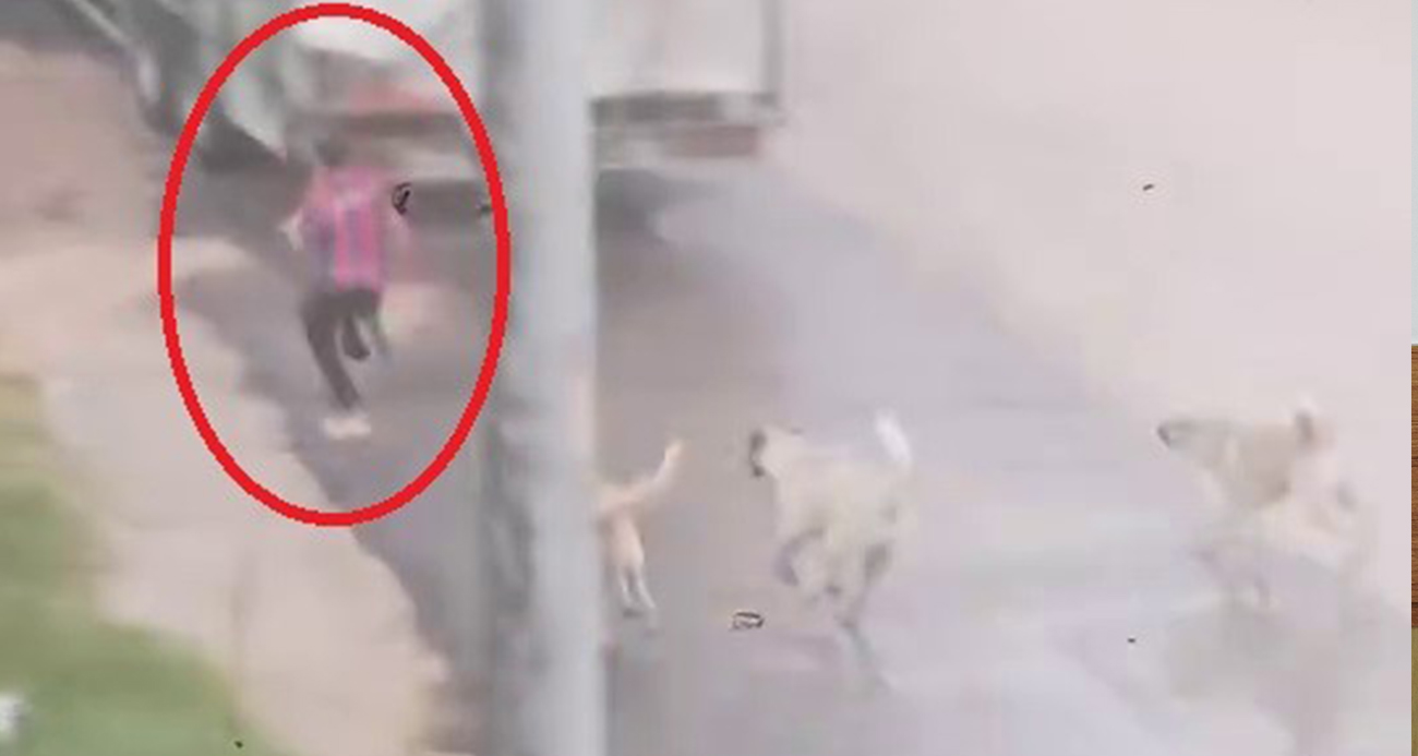 Başıboş Köpeklerin Kovaladığı Çocuk Kamerada
