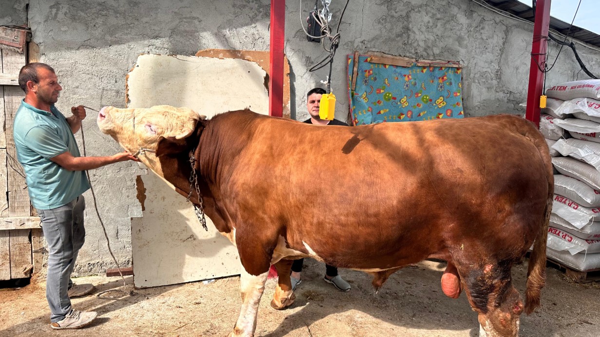 Bursa İznik’te Dev Kurbanlık, Görenleri Şaşırtıyor