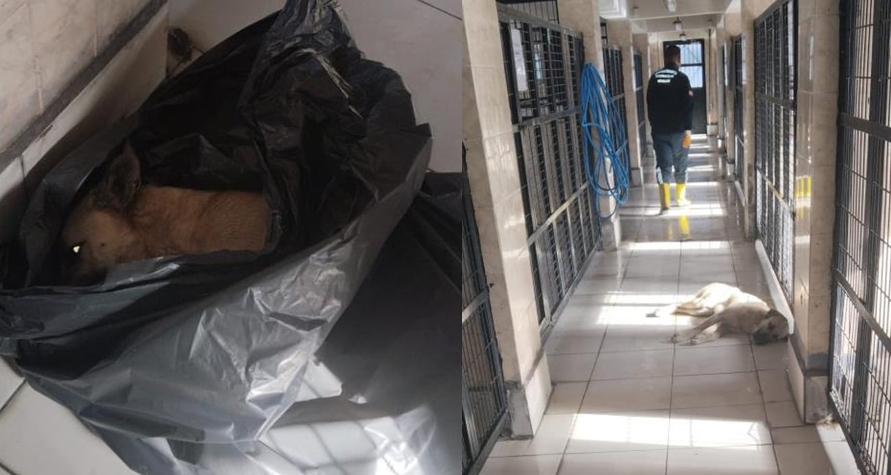 Bursa Osmangazi Belediyesi’nde Hayvan Barınağı Skandalı