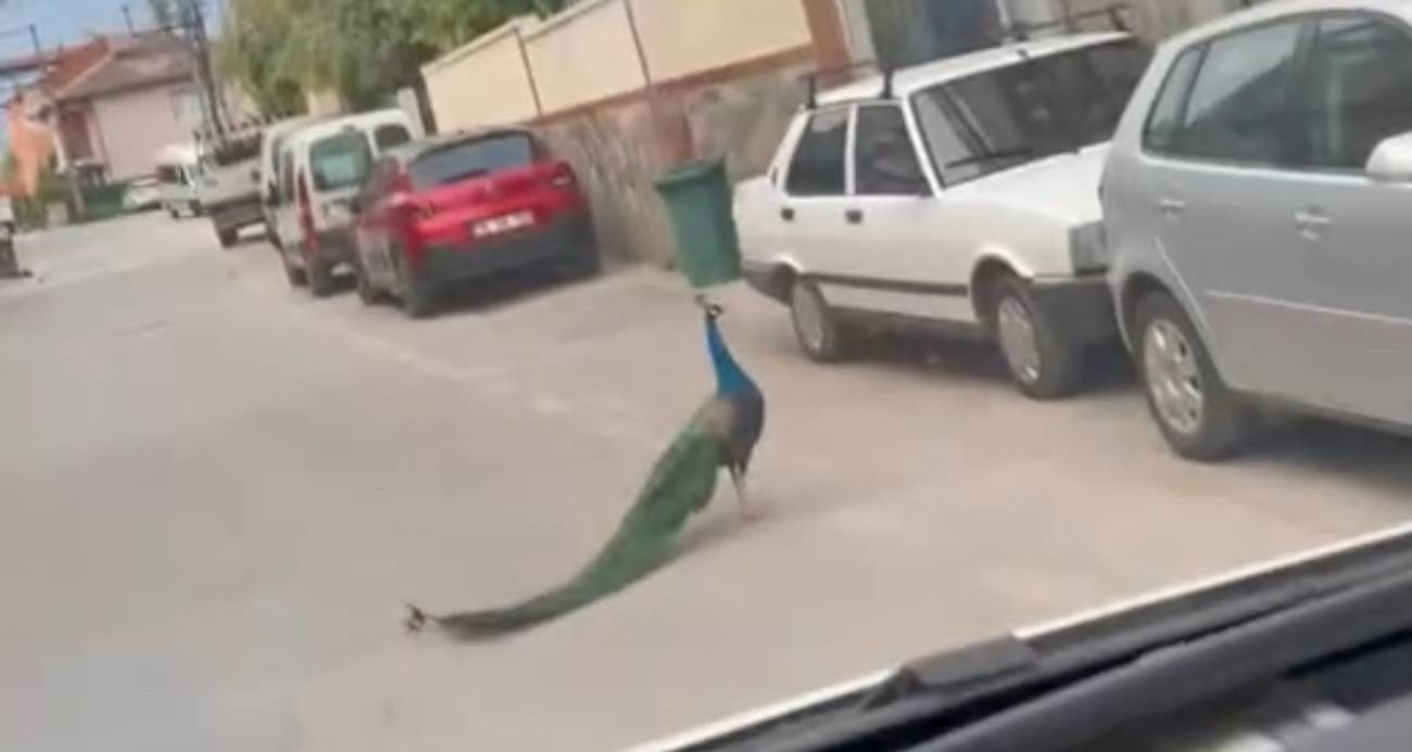 Bursa’da Trafikte Tavus Kuşu Sürprizi