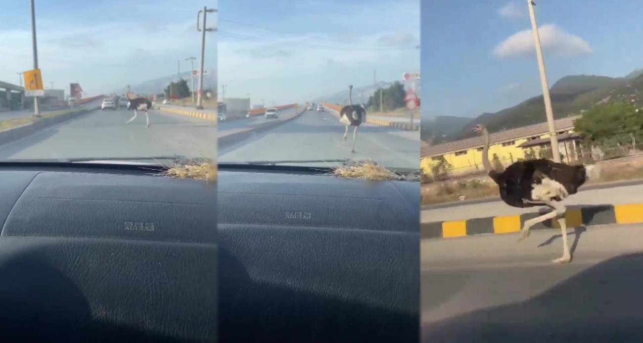 Hatay’da Deve Kuşu Trafikte: Sürpriz Misafir Herkesi Şaşırttı