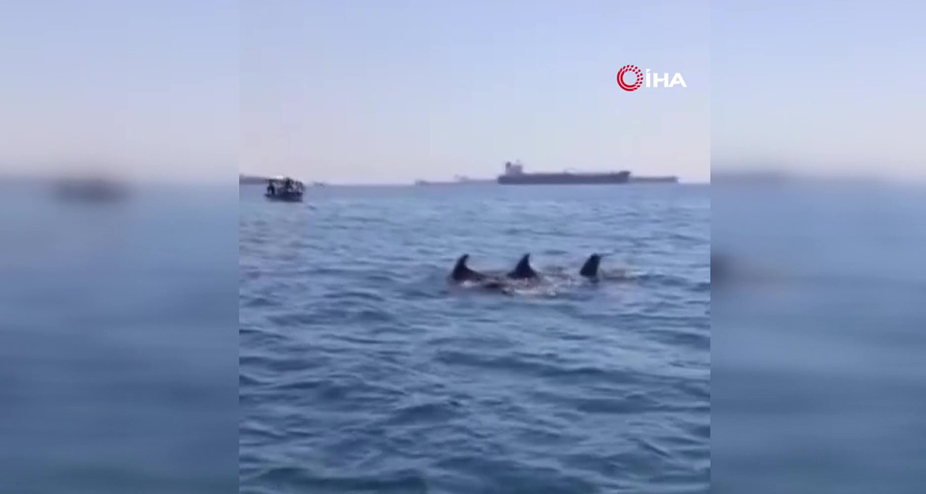 İstanbul Küçükçekmece’de Yunusların Dansı Büyüledi!