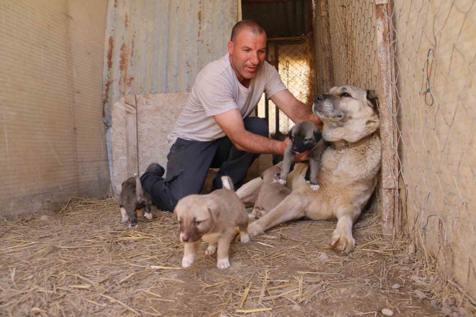 Kangal Köpekleri: Anadolu’nun Merhametli Bekçileri
