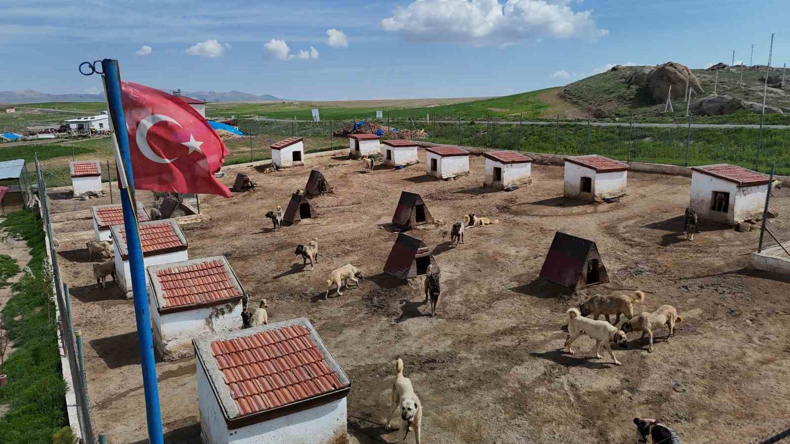Kangal Köpekleri, Ortadoğu’nun Zorlu Koşullarında Görev Almaya Hazır