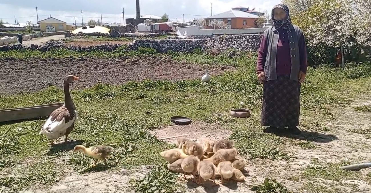 Kars’ta Kaz Yetiştiriciliği, Gram Altınla Yarışıyor