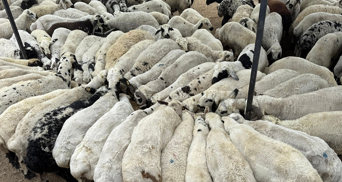 Kurban Pazarında Dolandırıcılık Uyarısı: Şişkin Koyunlara Dikkat!