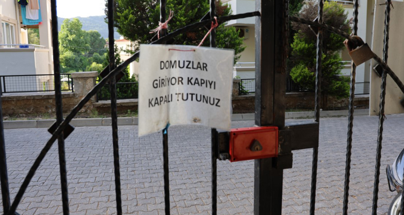 Marmaris’te Yaban Domuzları Mezarlıkları da Tahrip Ediyor