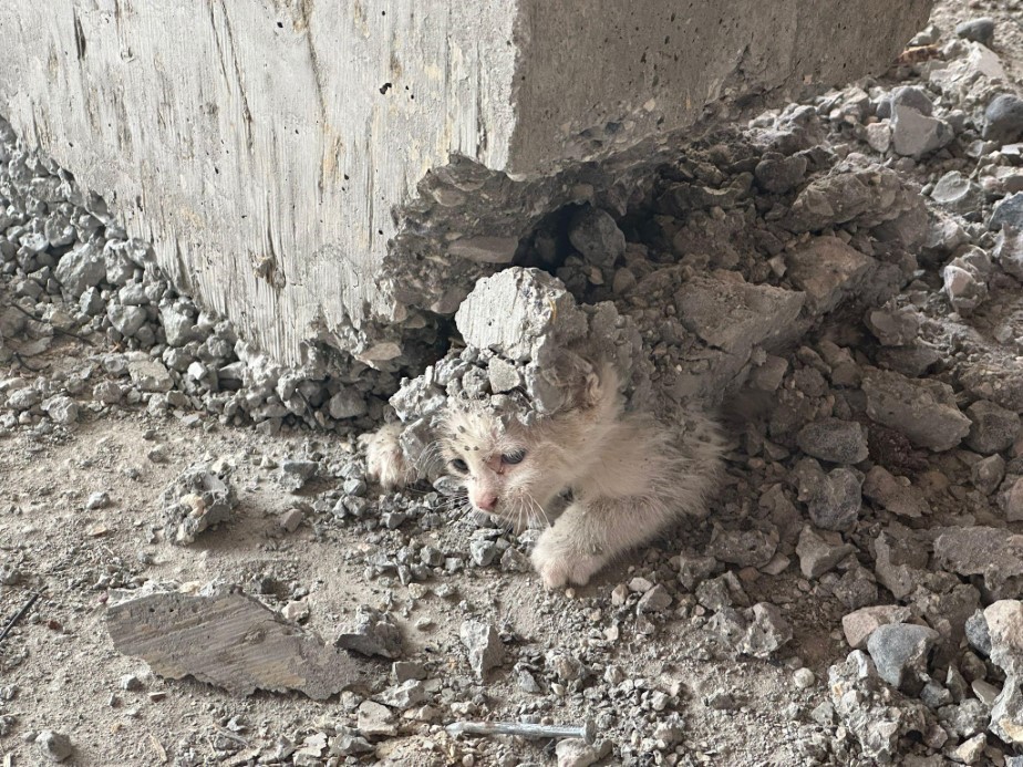 Şanlıurfa’da İnşaat Sırasında Yavru Kedi Dramı