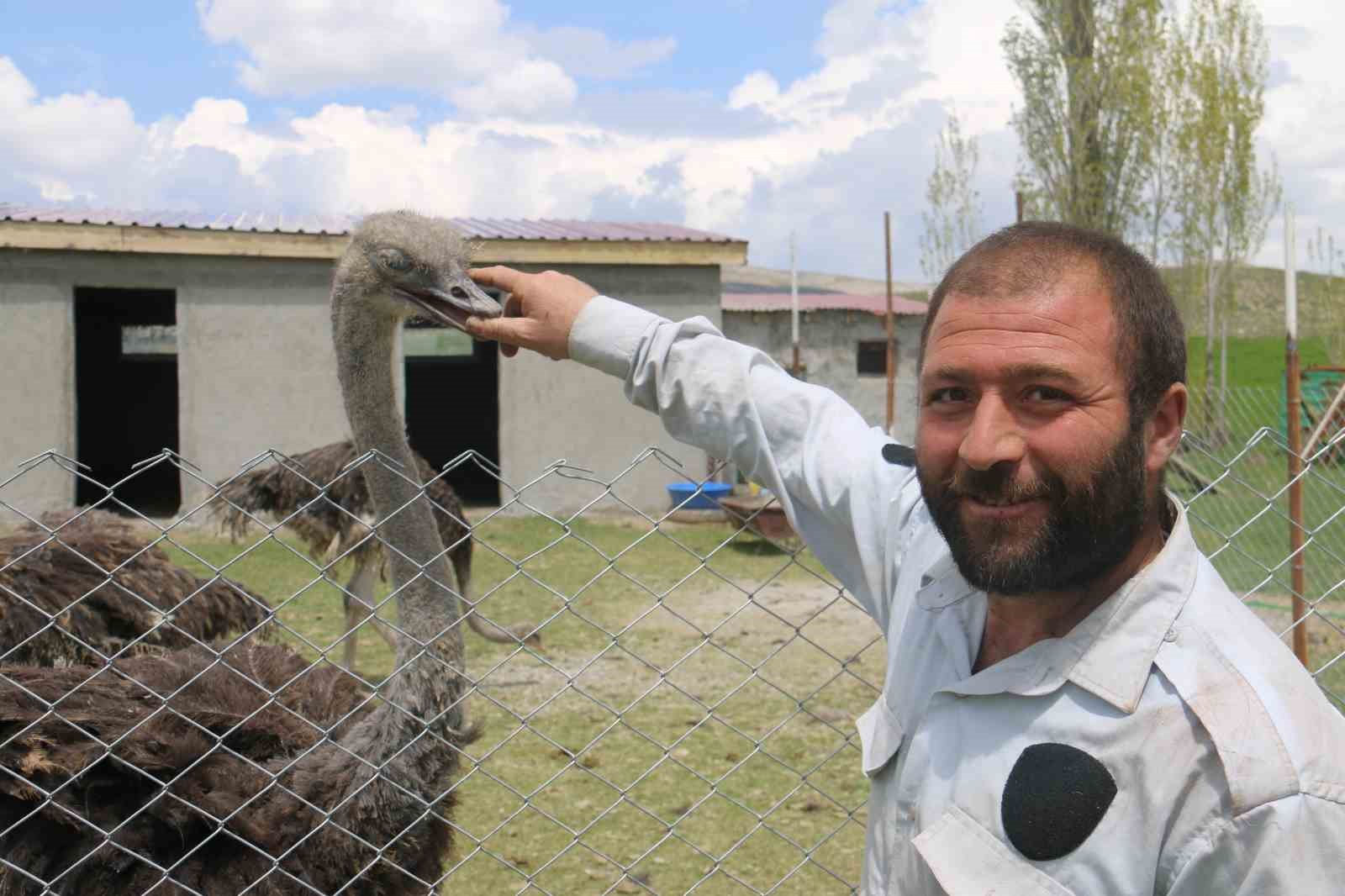Sivas’ta Bir İlk: Babasının Hayalini Gerçekleştirip Deve Kuşu Çiftliği Kurdular