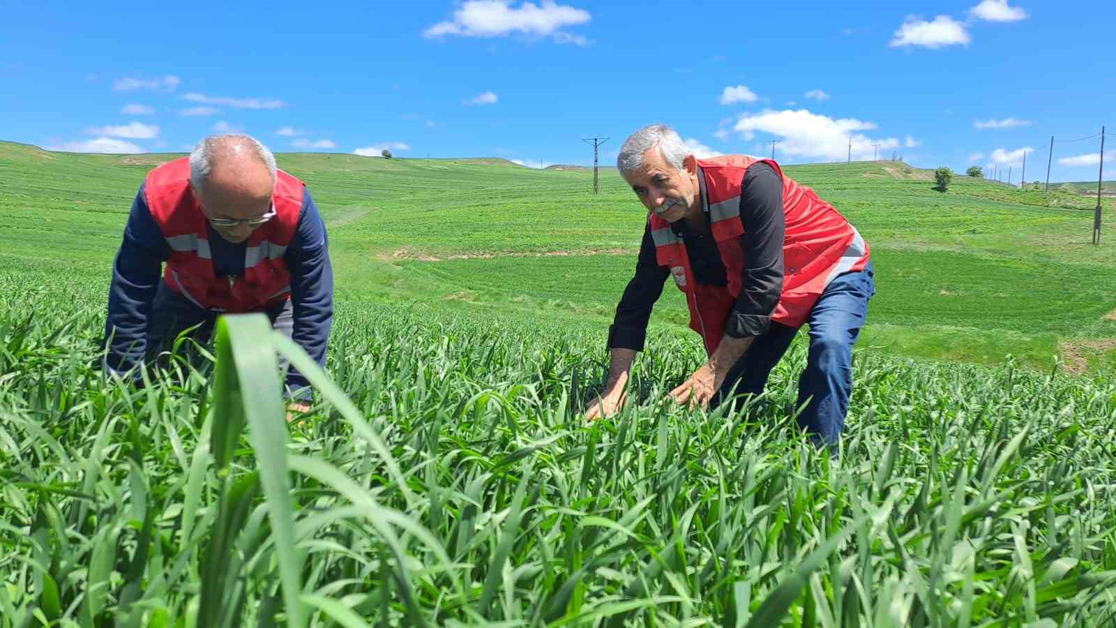 Sivas’ta Çiftçilere Pas Hastalığı Uyarısı: Önlemlerinizi Alın!