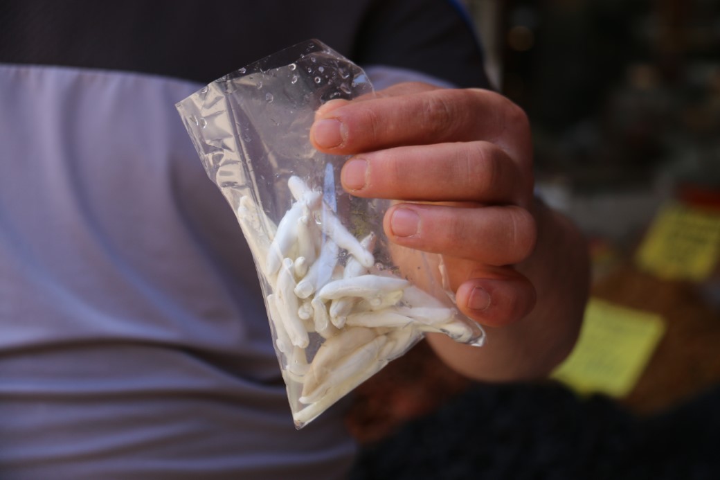 Sivas’ta Kenger Sakızı, Altın Fiyatlarıyla Yarışıyor