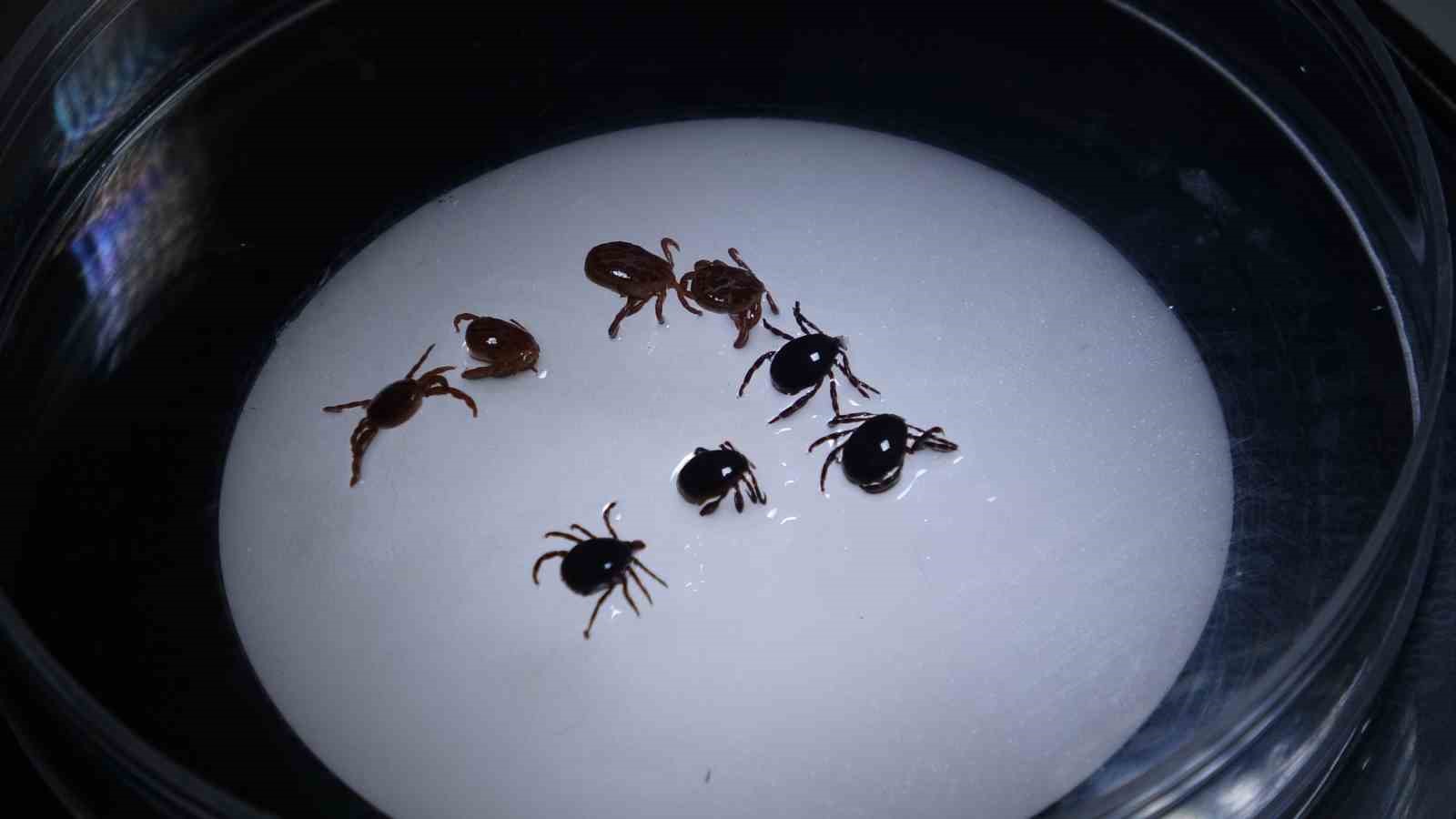 Sivas’ta Kırım Kongo Kanamalı Ateşi Alarmı: 8 Vaka, 1 Ölüm