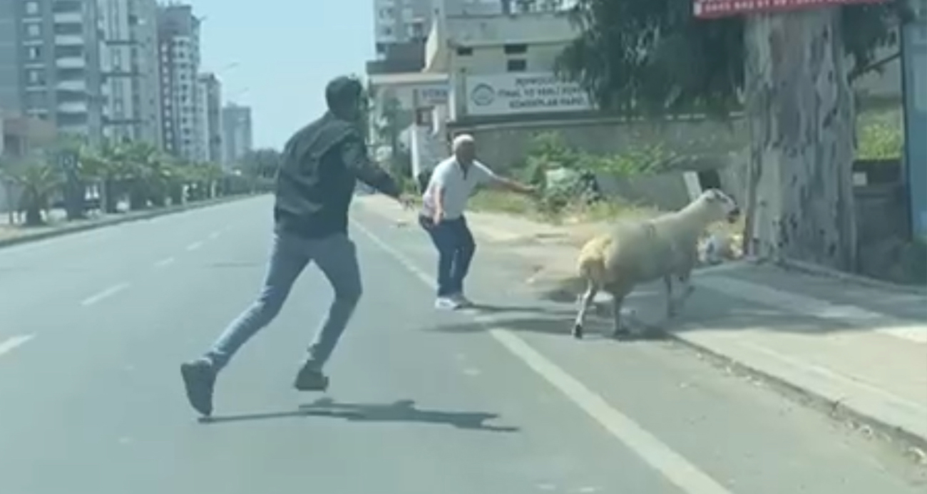 Adana’da Kurban Bayramı Telaşı: Kaçan Koyun ve Keçiler Sahiplerini Zor Anlar Yaşattı