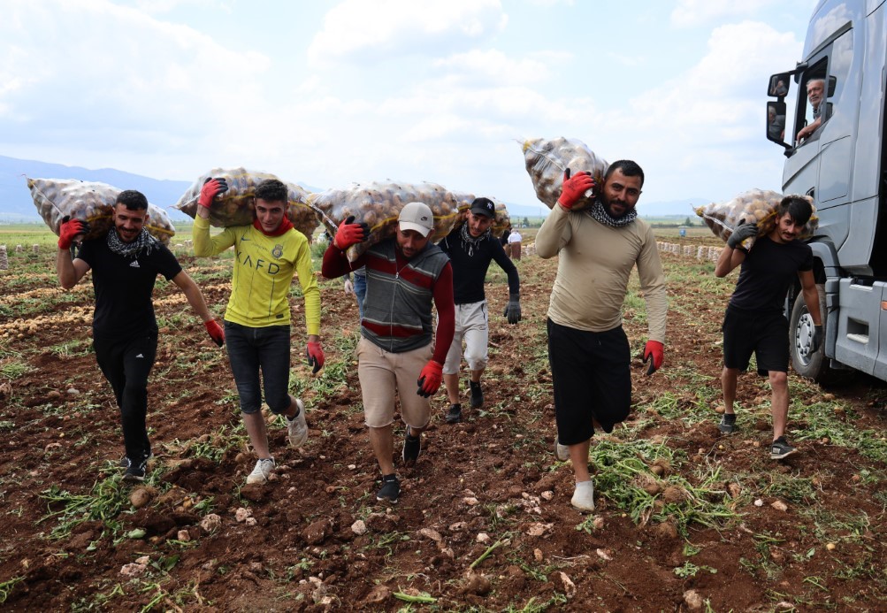 Adana’da Patates Hasadı Kapsamında Günübirlik Kazançlar