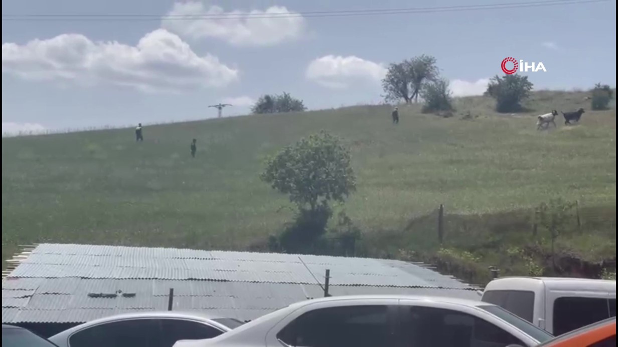 Ankara Elmadağ’da Kurbanlık Danaların Kaçış Macerası