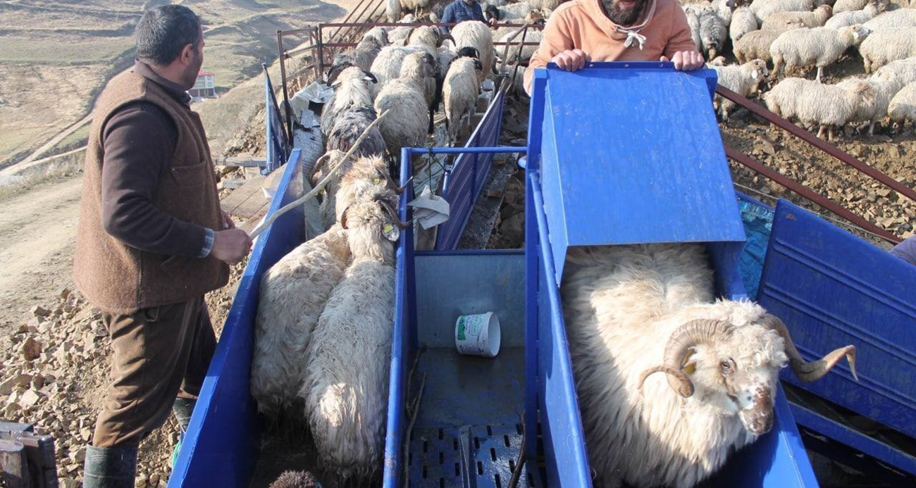 Bayburt’ta Küçükbaş Hayvanların Sağlığı İçin Büyük Adım: Mobil Koyun Yıkama ve İlaçlama
