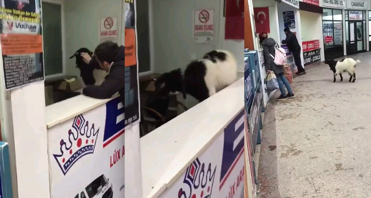 Edirne Otogarı’nda Keçi Vakası: Bayram Kalabalığında Para Çalan Keçi