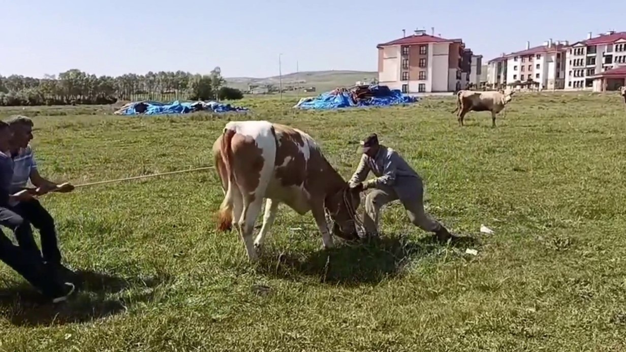 Kurbanlık Hayvanın Saraykent’teki Heyecan Verici Kaçışı