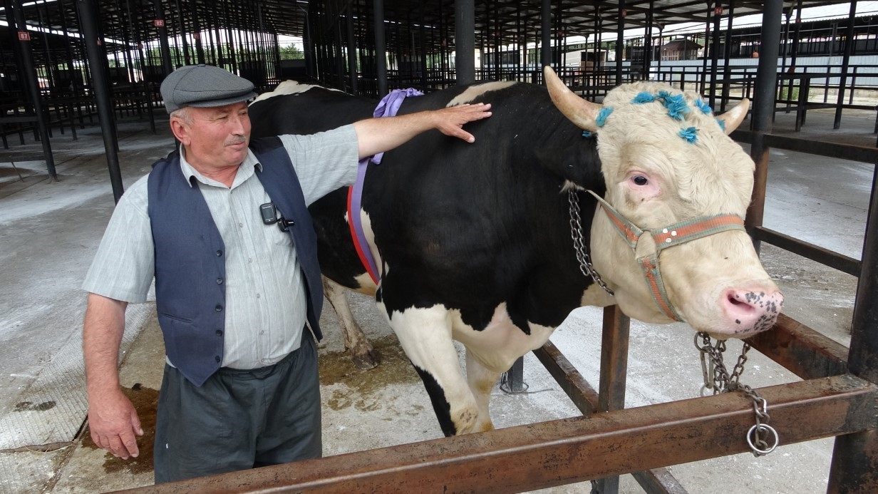 Kütahya’da Dev Tosun 350 Bin TL’ye Yeni Sahiplerini Buldu