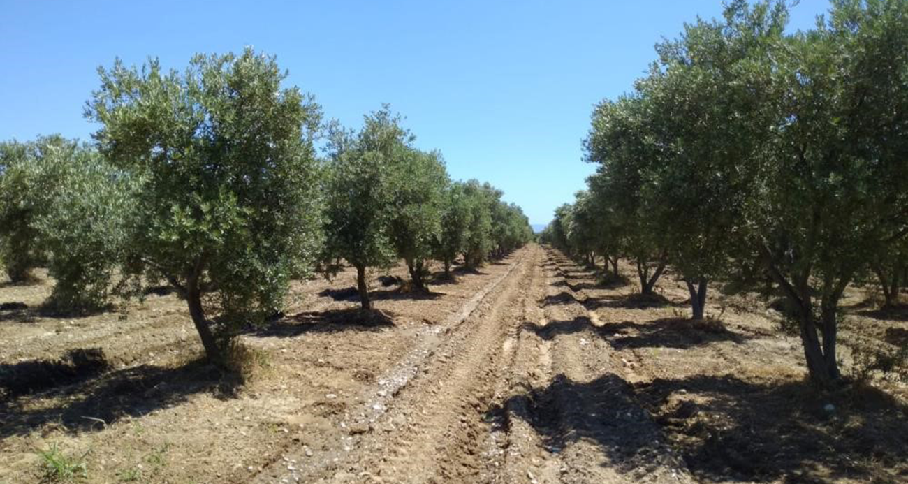 Maden Sahanlarında Zeytin Ağaçlarının Taşınması Mümkün