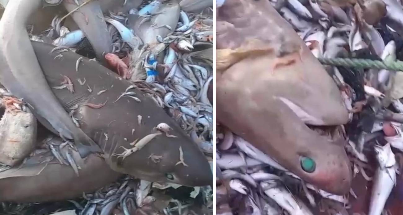Mersin Açıklarında Nadir Köpekbalıkları Ağlara Takıldı