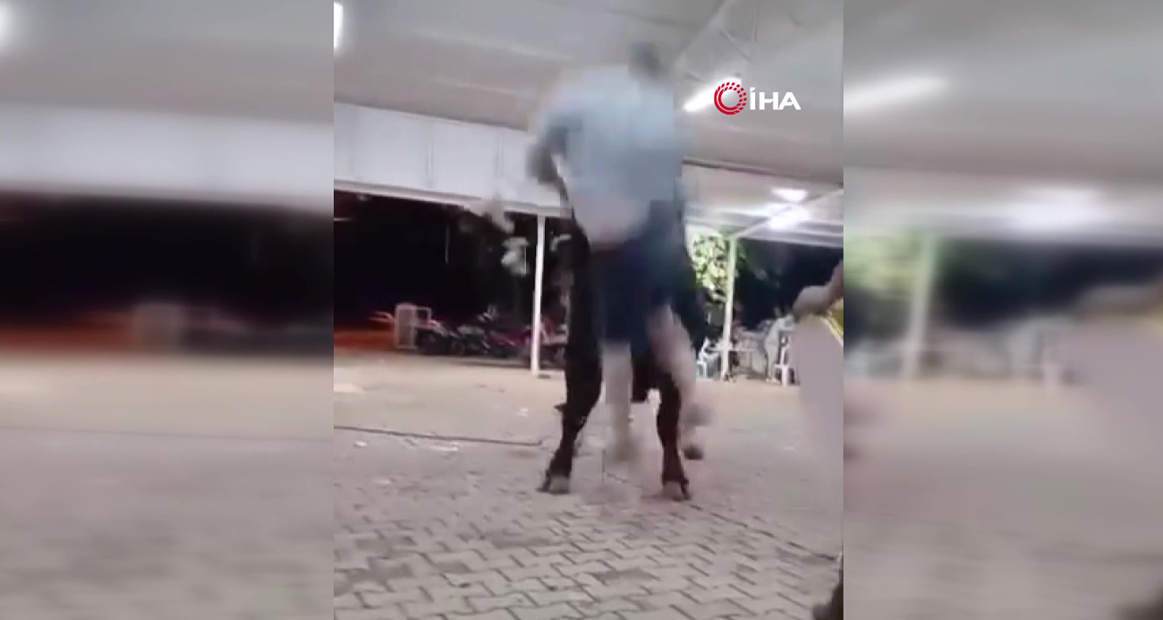 Muğla’da Boğa Saldırısı: Bir Yaralı