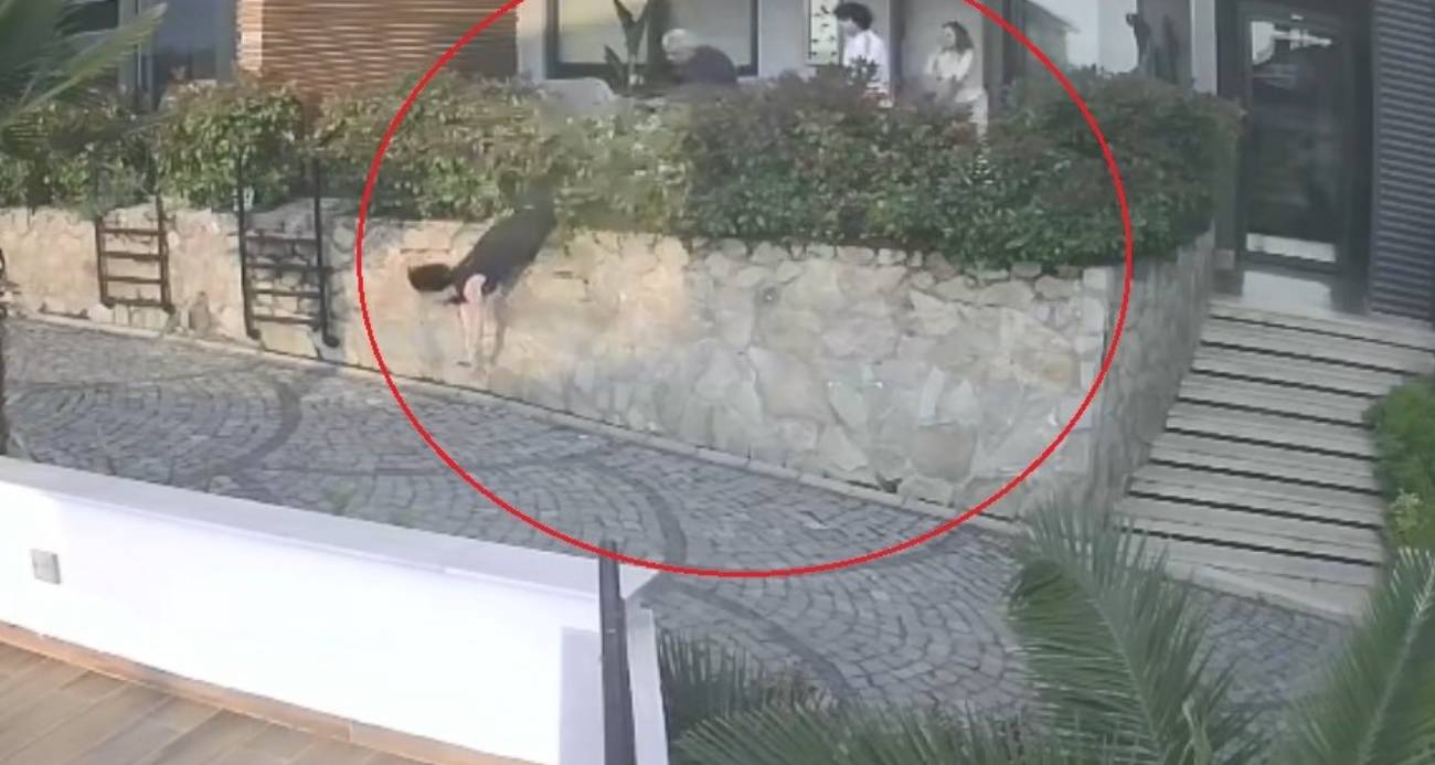 Ordu’da Korkunç Komşu Kavgası: Tartışma Ağır Yaralanmayla Sonuçlandı