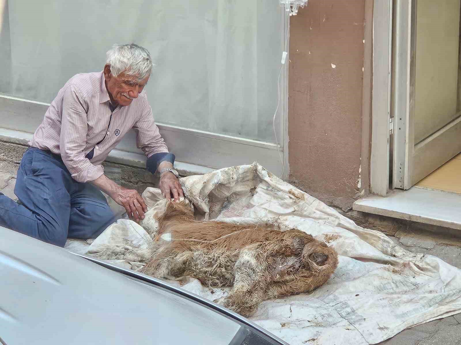 Sivas’ta Bir Köylünün Hasta Buzağıya Gösterdiği Şefkat Yürekleri Isıttı
