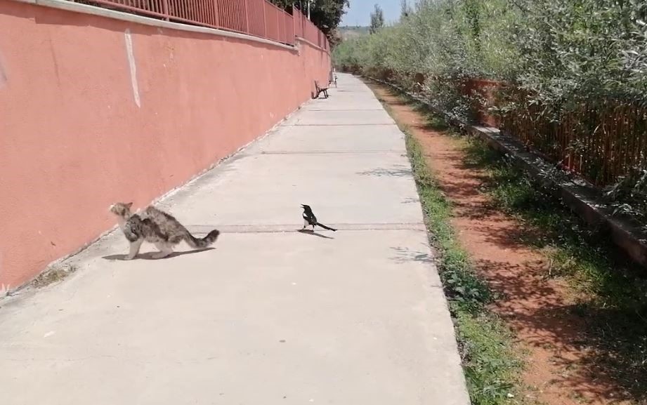 Sivas’ta Karganın Kediyle Tehlikeli Oyunu
