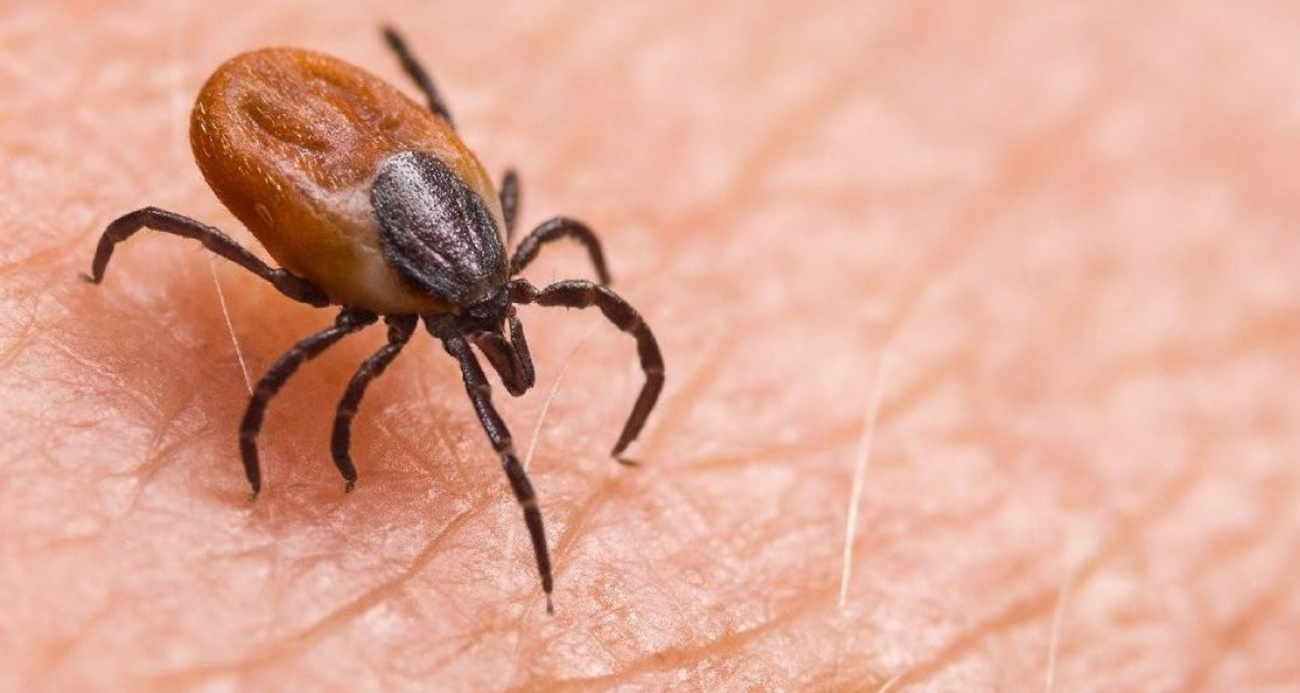 Sivas’ta Kene Tehlikesi: Bir Can Daha Kayıp