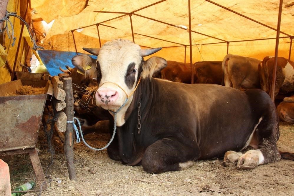 Sivas’ta Şap Hastalığı Alarmı: 17 Köy Karantinaya Alındı