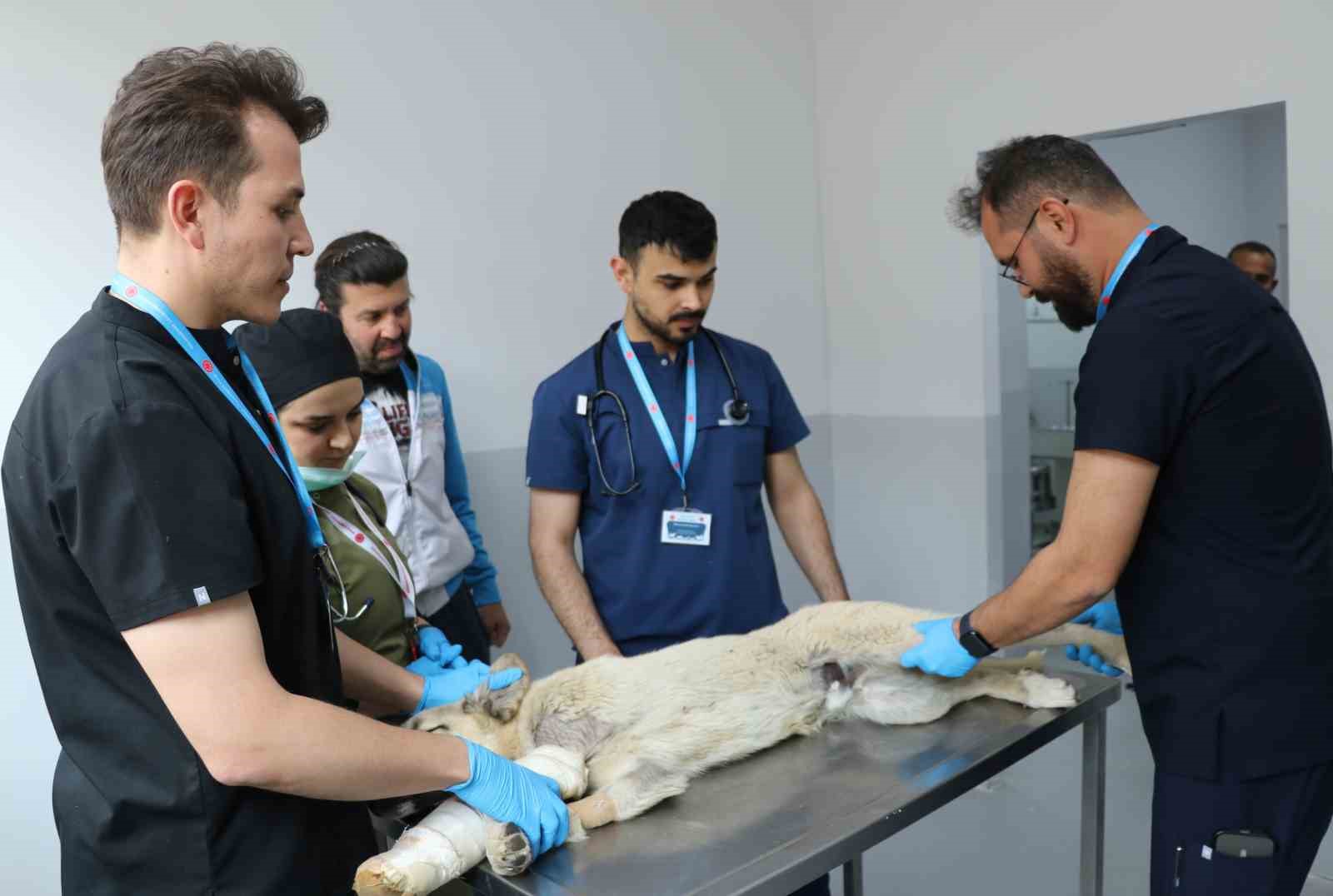 Sivas’ta Sokak Köpekleri İçin Önemli Adım: 200 Köpek Kısırlaştırıldı