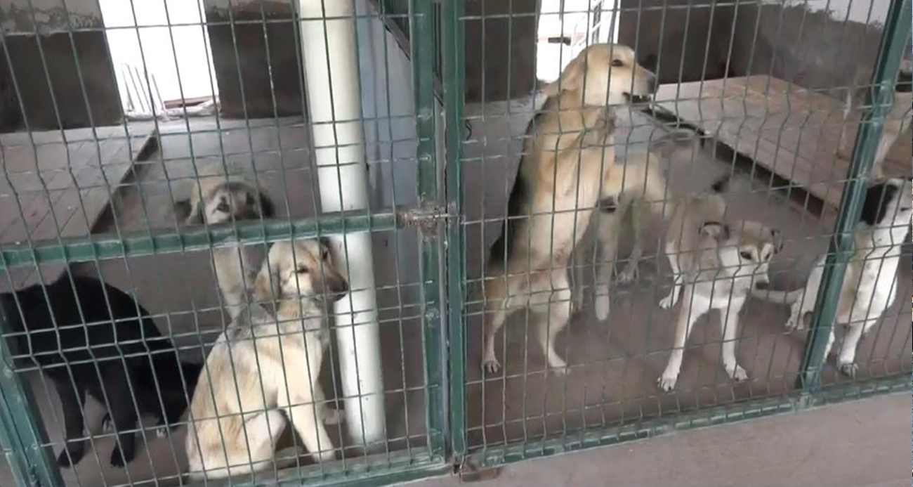 Türkiye’de 4 Milyon Sahipsiz Köpek ve Yetersiz Barınak Kapasitesi