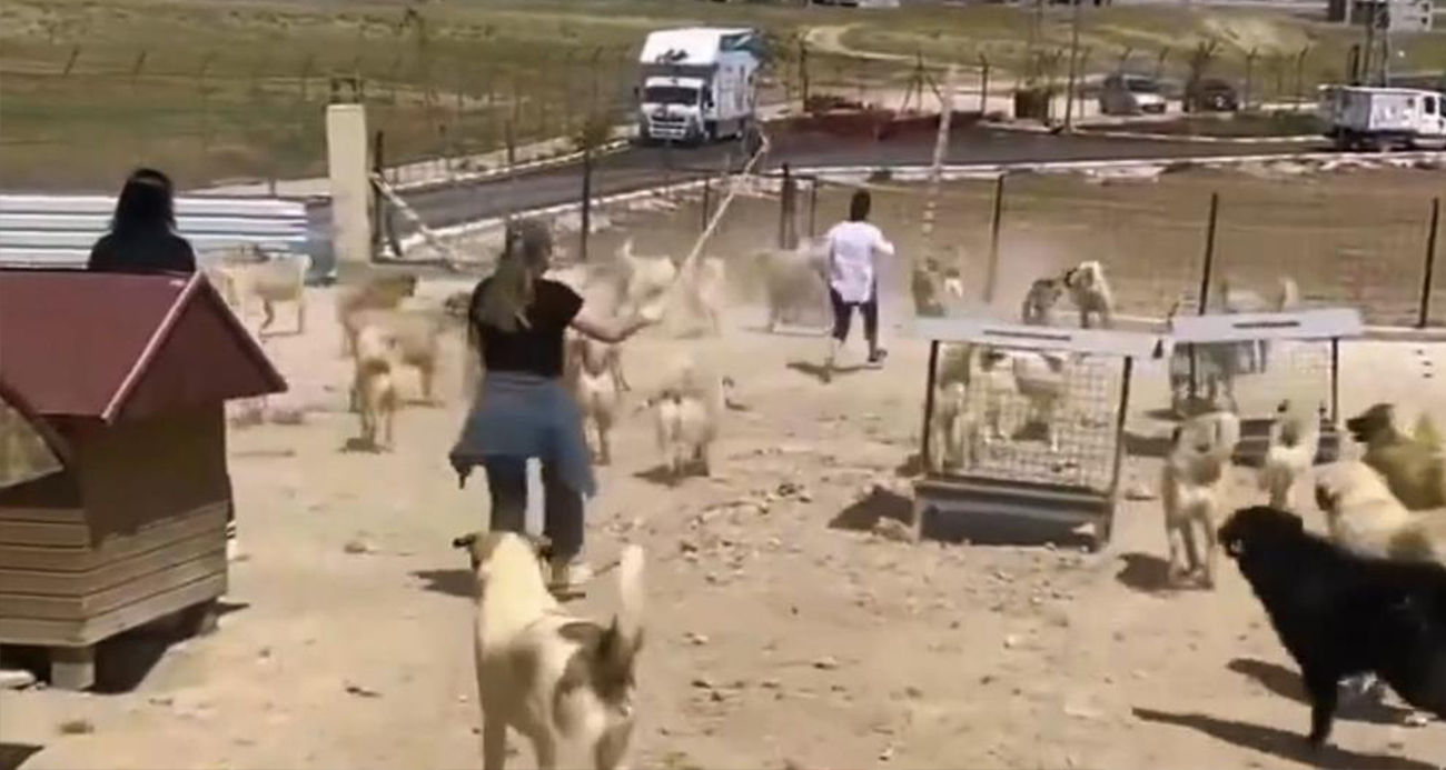 Van’daki Hayvan Barınağında Endişe Verici Olaylar